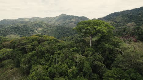 Drone-Volando-Alrededor-De-Un-árbol-Sagrado-Dentro-De-La-Selva-Tropical-Remota-En-La-Selva-De-Costa-Rica