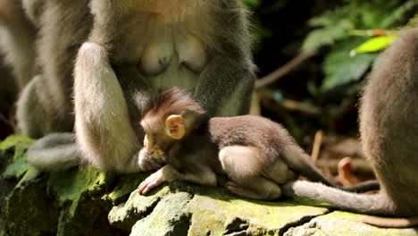 Close-up:-Baby-Monkey-on-stone-wall-scratching-itself-with-mother-against-jungle-background-in-Scsared-Monkey-Forest,-Ubud-Bali