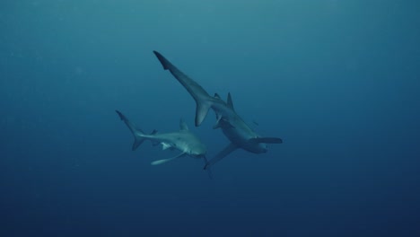 Two-blue-sharks-swimming-together-in-the-Atlantic-ocean-in-slow-motion