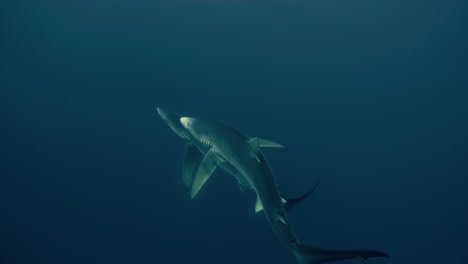 Zwei-Blauhaie-überqueren-In-Zeitlupe-Den-Atlantik
