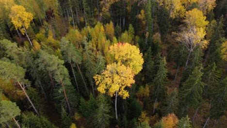Coloridos-Bosques-De-Letonia-En-El-Mes-De-Octubre