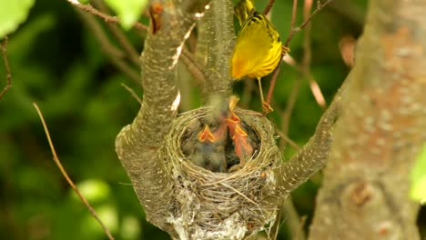 A-yellow-warbler-feeds-its-chicks-with-some-insects
