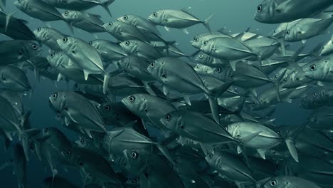 Large-group-of-Jack-Fish-swimming-through-the-pacific-ocean-in-slow-motion