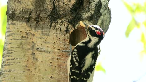 A-male-hairy-woodpecker-feed-its-chicks-with-a-big-yellow-larva