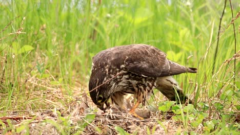 A-merlin-eat-its-prey-in-the-long-grass