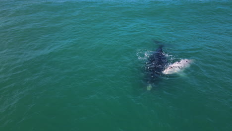 Brindle-calf-with-Southern-Right-mom-floating-in-swell,-Hermanus