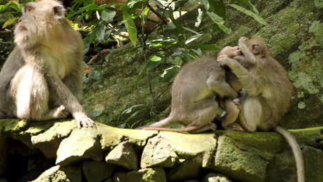 Longtail-Macaque-baby-gets-helped-up-stone-wall-by-family-and-then-attacked-by-slightly-older-monkey