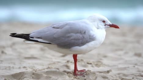 Common-silver-gull,-chroicocephalus-novaehollandiae-perched-on-the-sandy-beach-on-a-windy-day-at-the-coastal-environment,-Gold-coast,-Queensland,-Australia