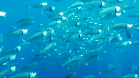 Makrelenschwarm,-Der-Sich-In-Seichten-Blauen-Tropischen-Gewässern-Von-Plankton-Ernährt