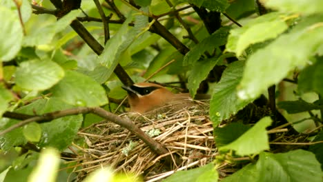 A-bohemian-waxwing-sit-on-its-eggs-to-warm-them-during-a-rainy-day