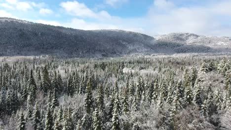 Hermoso-Bosque-De-Invierno-En-Canadá