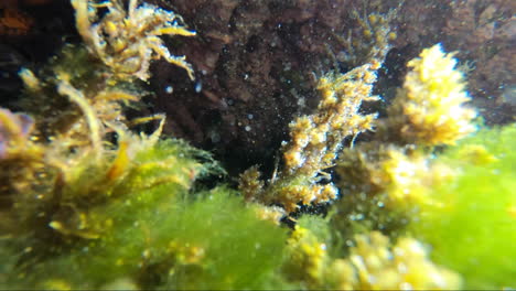 Pov-Aus-Einem-Rockpool-Mit-Blick-Auf-Meerespflanzen,-Muscheln-Und-Meerestiere