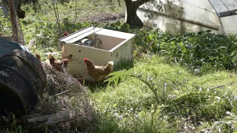 Chicken-walking-outside-in-the-Italian-countryside