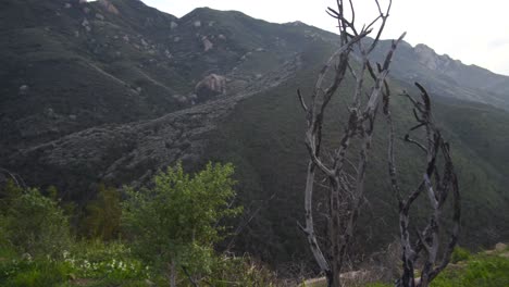 Boney-Mountain-Nationalpark-Tierwelt,-Kalifornien.-Januar-2019