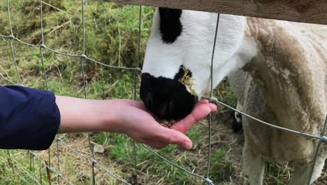 Feeding-a-sheep-with-a-human-hand