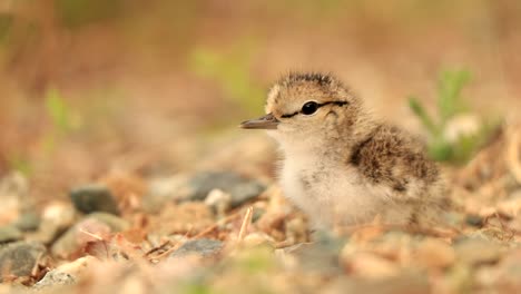 A-chick-shorebird-calls-its-parents