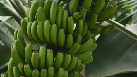 Bananenpflanze-Mit-Grünen-Bananenfrüchten