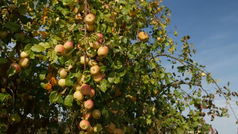 Manzanas-Doradas-Y-Rojas-Colgando-De-Un-árbol-Con-Cielo-Azul-De-Fondo