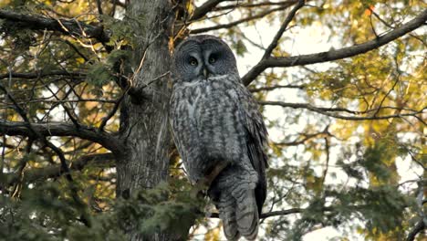 A-great-grey-owl-in-a-tree