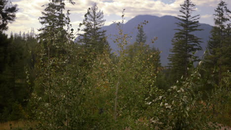 SLOW-MOTION:-Aspen-tree-leaves-blowing-in-heavy-breeze-in-Montana
