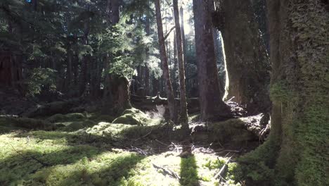 Lichtstrahlen-Des-Regenwaldes-Tropfen
