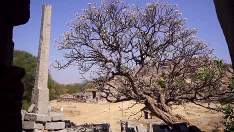 Ancient-tree-in-Hampi,-India