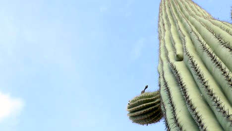 Hard-pan-left-at-the-base-of-saguaro-cactus-looks-up-at-blue-sky,-wide-shot