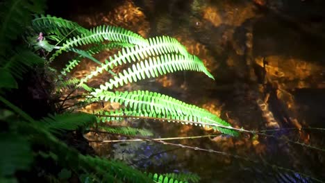 Ferns-by-the-creek