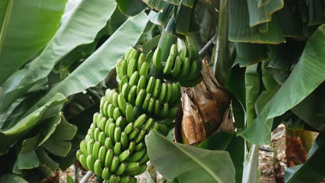 Banana-plant-with-green-banana-fruits-and-leafs-blown-by-the-wind