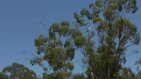 Drone-POV-moving-down-eucalyptus-tree