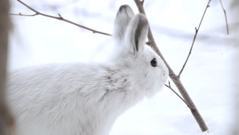 A-wild-hare-eats-tree-branches-during-a-cold-winter-day
