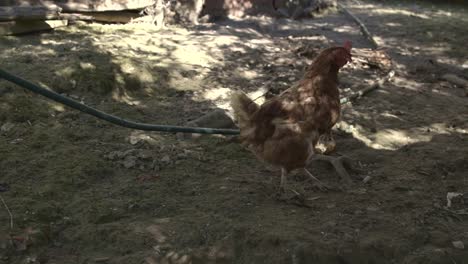 Walking-chicken,-in-the-South-of-Italy,-farming