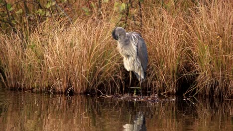 A-great-blue-heron-cleans-its-feathers-on-the-bank-of-a-calm-lake-in-Quebec-