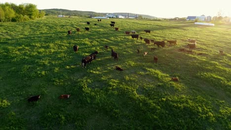 Un-Rebaño-De-Vacas-Disfruta-De-Una-Cálida-Puesta-De-Sol-En-Un-Campo-De-Hierba-Durante-El-Verano