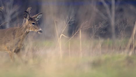 Slow-motion-of-a-female-white-tail-deer-walking-in-long-grass-during-autumn