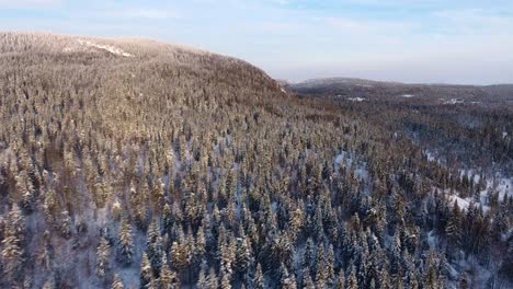 Un-Viejo-Bosque-En-Canadá-Durante-El-Invierno