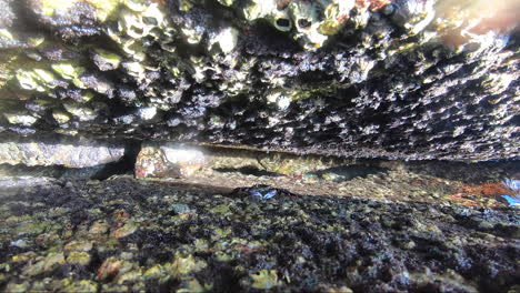 POV-from-within-a-rockpool-viewing-sea-plants,-seashells-and-sea-creatures