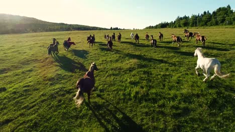 Viele-Pferde-Laufen-Während-Des-Sonnenuntergangs-Auf-Einem-Großen-Grünen-Feld