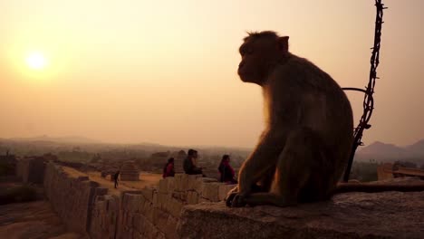 Little-gray-male-monkey-watching-sunset-on-ancient-fortress-in-Hampi,-India