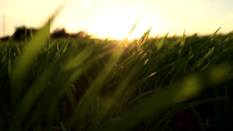 Zeitlupe-Von-Grünem-Gras-Während-Des-Sonnenuntergangs
