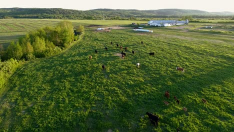 A-group-of-cows-eat-green-grass-during-a-warm-sunset