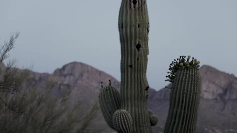Saguaro-Kaktus-Mit-Mehreren-Armen-Nach-Sonnenuntergang