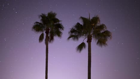 Time-lapse-of-stars-moving-behind-the-silhouette-of-two-palm-trees