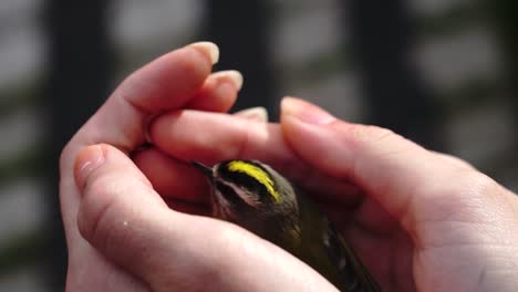 Little-bird-being-held-in-hands