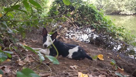 Young-puppy-in-the-jungle-by-the-river