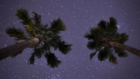 Zwei-Wunderschöne-Palmen-Reichen-Bis-In-Die-Nacht,-Während-Im-Hintergrund-Die-Sterne-Friedlich-über-Den-Himmel-Ziehen