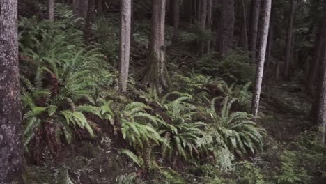 Lush-green-forest-ferns-pan