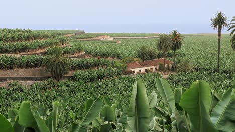 Banana-plantation-in-the-summer-before-harvest-with-palm-trees-in-between