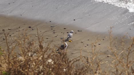 Seagulls,-on-coast-of-malibu-cali