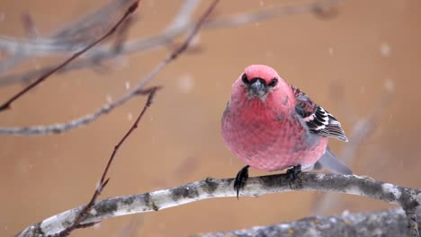 Un-Hermoso-Pájaro-Rojo-Limpia-Su-Pico-Mientras-Nieva